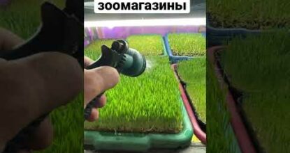 Ситиферма бизнес мысль за 1 минутку ростки пшеницы на микрозелень и витграсс