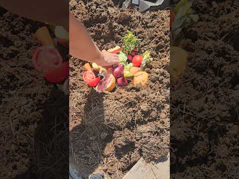 ЧЕРВИ | Часть 1 😁Подкормка 🍎🍐🥕🍊 #бизнесидеи #калифорнийскиечерви #биогумос #worms #composting ЧЕРВИ | Часть 1 😁Подкормка 🍎🍐🥕🍊 #бизнесидеи #калифорнийскиечерви #биогумос #worms #composting