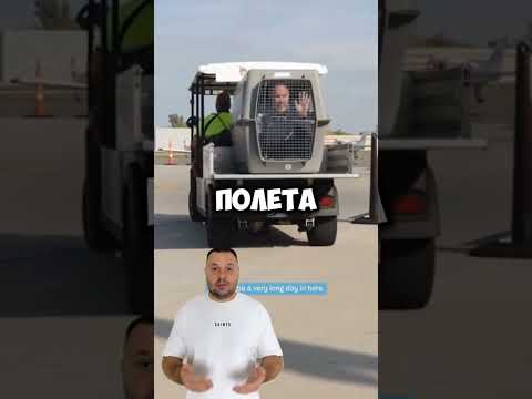 директор авиакомпании сам пропархал в клеточке для звериных директор авиакомпании сам пропархал в клеточке для звериных