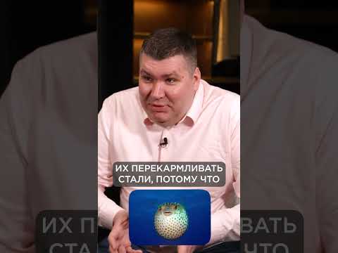 КАК зарабатывают на бедных рыбках? #бизнес #бизнесидеи #доход #прибыль КАК зарабатывают на бедных рыбках? #бизнес #бизнесидеи #доход #прибыль