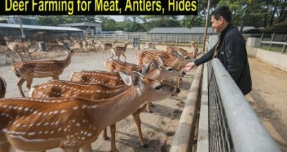 Deer Farming - How to Start a Business Deer Farm - Axis Deer Farm Business Plan Step by Step
