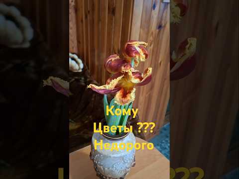 Роскошная мысль #бизнес #совет #мысль #цветочки #корея #shorts Роскошная мысль #бизнес #совет #мысль #цветочки #корея #shorts